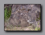 Click to enlarge 843 shelr bpk 14062005 petroglyphs rock spring table.jpg